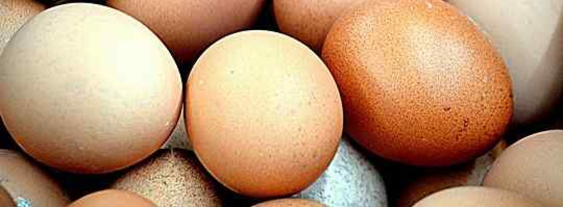 Hvilket næringsinnhold har egg? (Plommen er en næringsbombe)