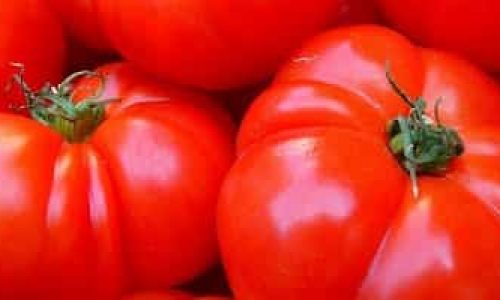 Hvorfor bør du spise masse tomat?